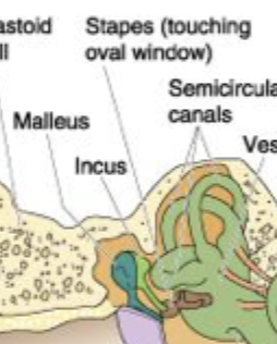 <p>Malleus, incus, stapes </p>