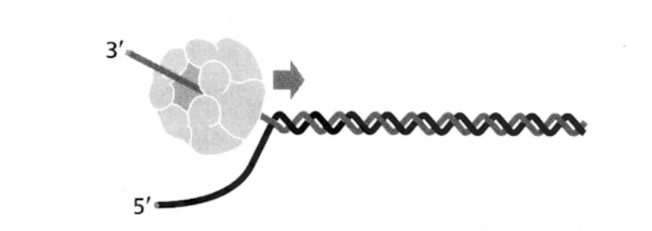 <ol><li><p>translocates on the DNA<strong> leading strand</strong></p><ul><li><p>in 3’ to 5’ direction&nbsp;</p></li></ul></li><li><p>Dependent on ATP hydrolysis</p></li></ol><p>THEREFORE→ displacing the complementary DNA strand</p><p></p>