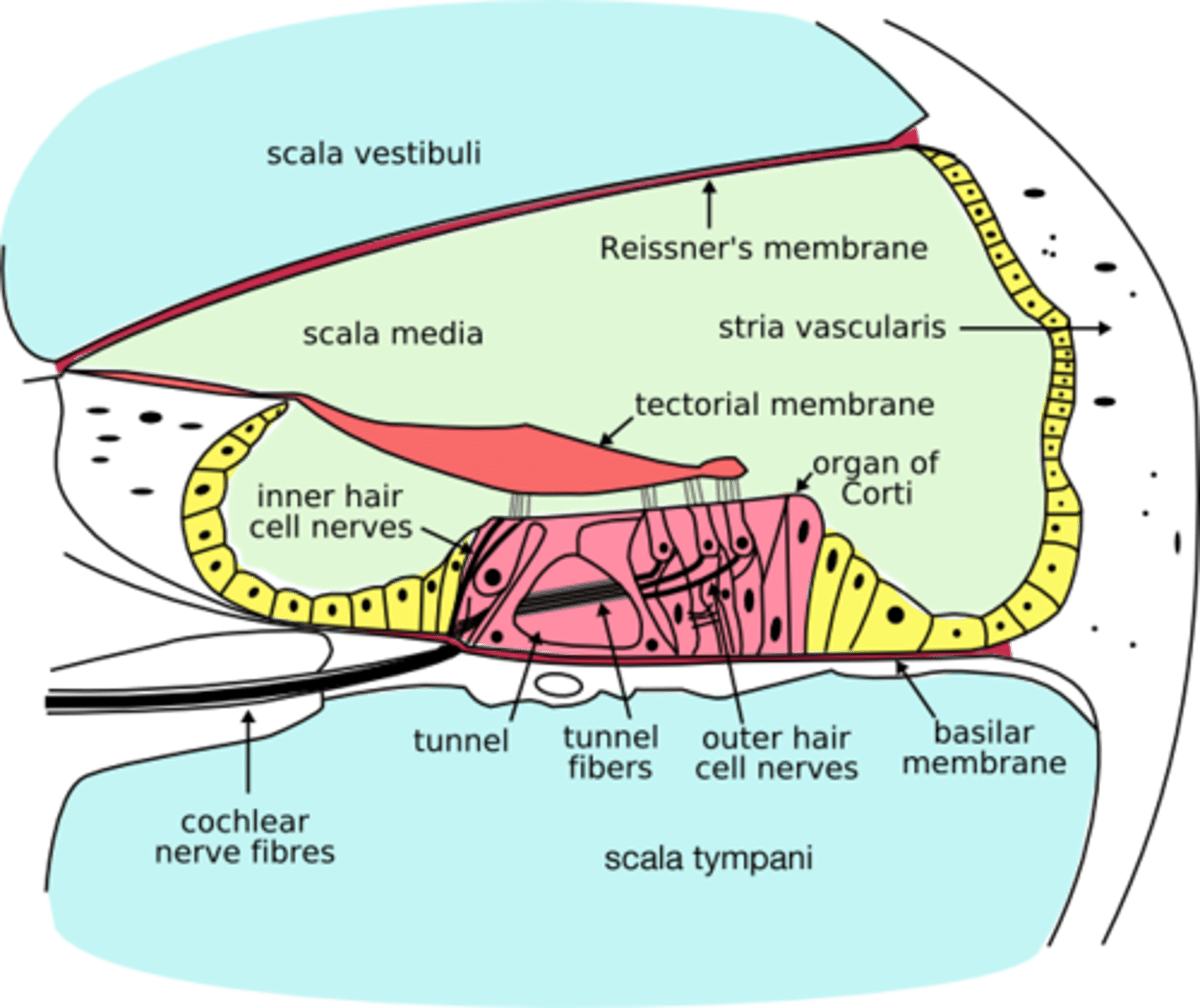 <p>external wall of cochlear duct composed of mucosa that secretes endolymph</p>