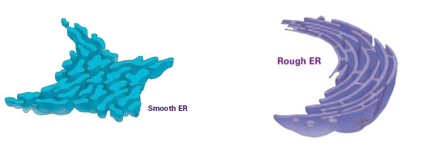 <ul><li><p>rough ER (ribosomes on surface)</p></li><li><p>smooth ER (no ribosomes)</p></li><li><p>more concentrated in cells inner region as compared to peripheral region</p></li><li><p>consists of parallel membrane-bound channels</p></li><li><p>like a “highway” system for the cell, transport system for proteins and lipids</p></li></ul><p></p>