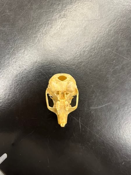 <p>- 2nd smallest squirrel skull</p><p>- 2/3 of pinky size</p><p>- 4 teeth</p>