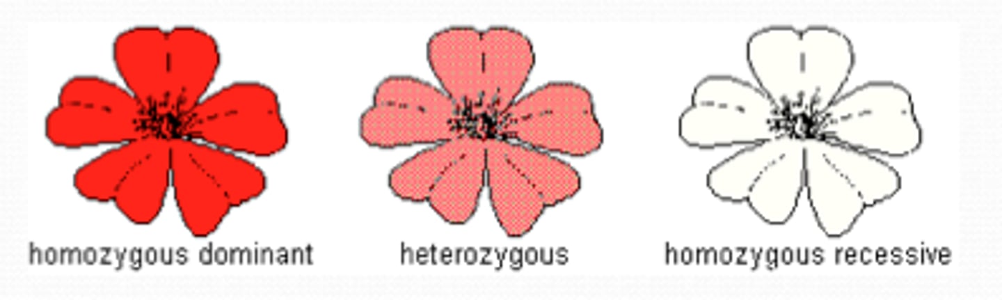<p>phenotype of F1 is intermediate to that of 2 parents<br>only 1 gene produced<br>varying amounts of gene produce create the phenotype</p>