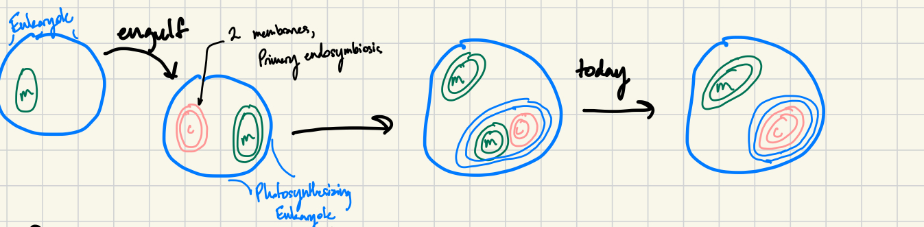 <p>Eukaryotic non-photosynthesizing cell engulfs a photosynthetic eukaryotic cell and retains chloroplasts</p><p></p>