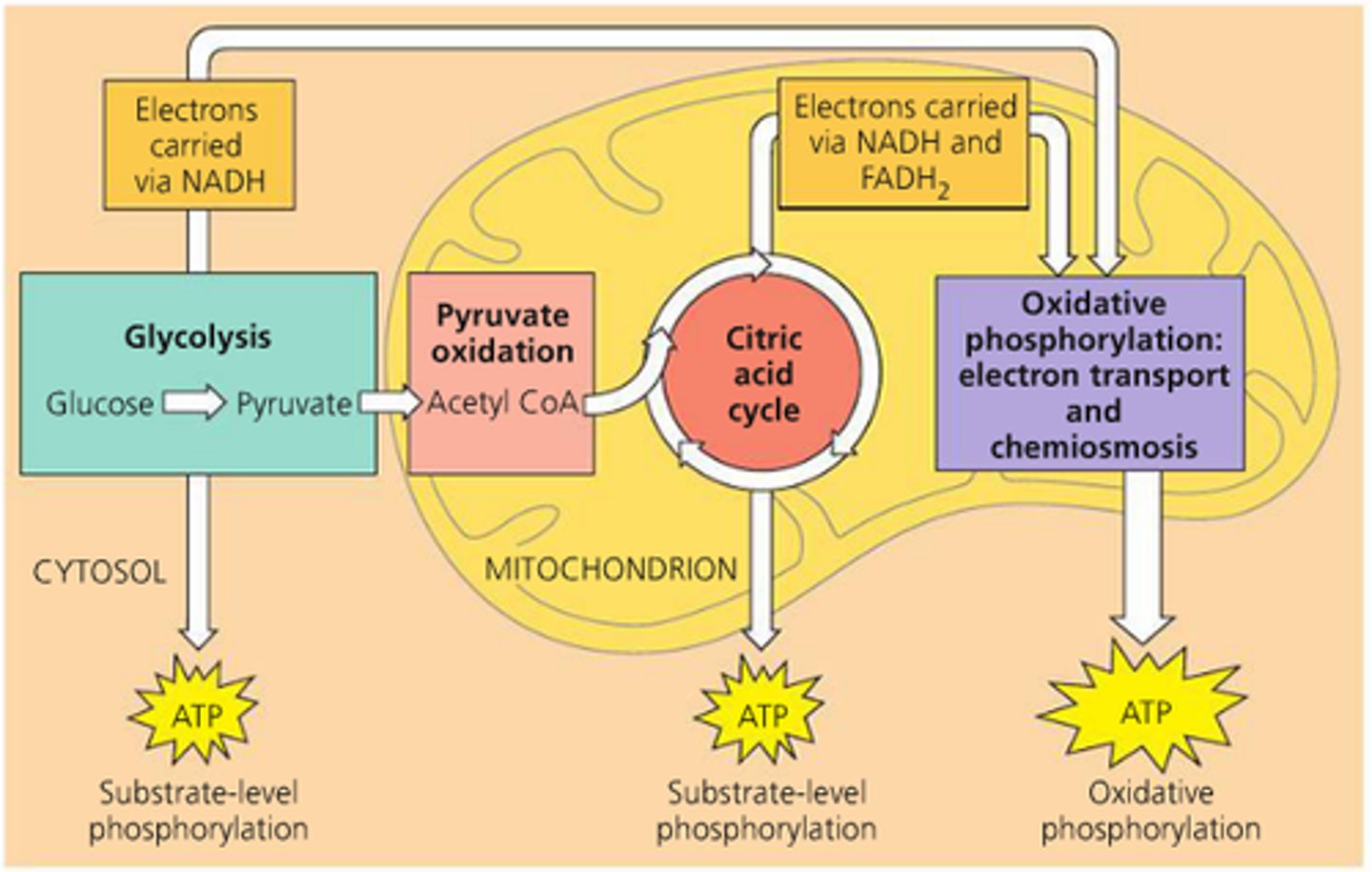 <p>Breaks down fuel from photosynthesis, generating ATP and waste materials used for photosynthesis.</p>