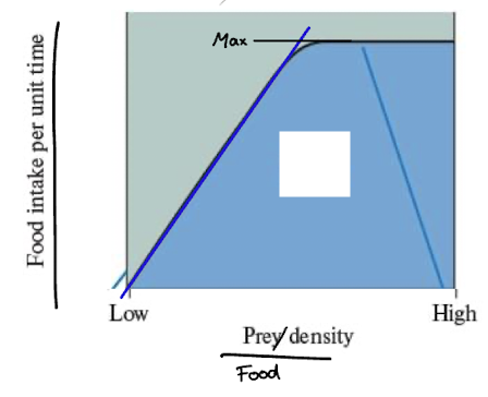 <p>least common</p><p>feeding rate increases linearly due to quick food processing</p><p>but then food level abruptly levels off</p><p>ex zooplankton, filter feeders</p><p>mostly restricted by density of food they are eating</p>