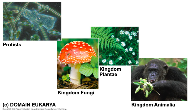 <p>protista, though these are now often grouped into many separate kingdoms </p>
