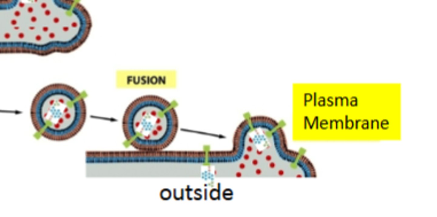 <p>on the lumenal side, topologically on the "putside of the cell"</p>