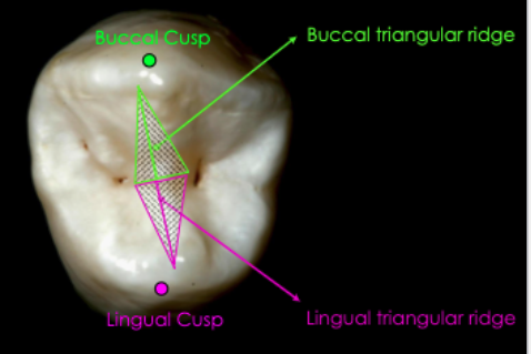 <p>cusp tips; central part</p>