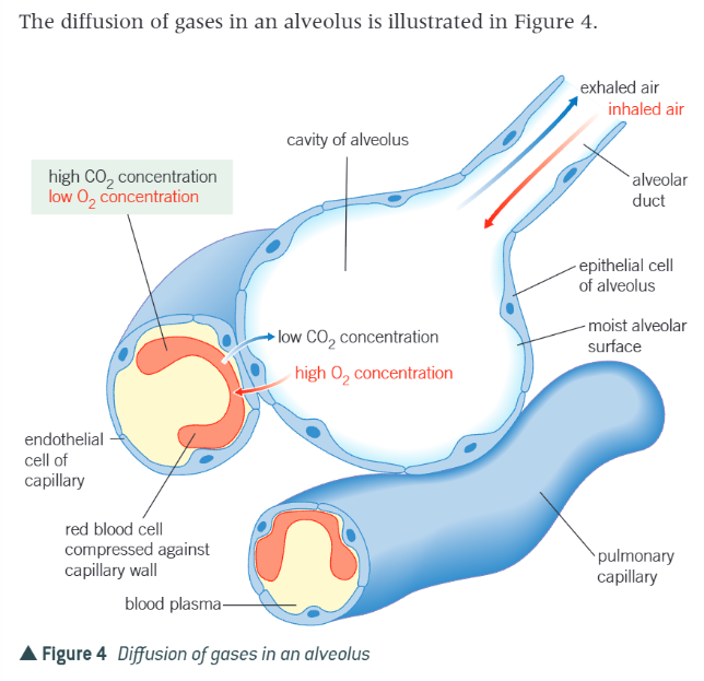 <p>alveolar epithilium and capillary endothelium are only 1 cell thick/very thin)→ shortens diffusion distance of gases from alveoli to blood as it only has to diffuse through 2 cells</p><p>large number of alveoli→increases surface area for gas exchange</p><p>capillaries that surround the alveoli are very narrow→red blood cells are slowed down to squeeze through one at a time, increasing the time fro diffusion</p><p>large number of capillaries around the alveoli→circulation constantly removes oxygenated blood to maintain steep concentration gradient</p><p>constant ventilation of air in and out of lungs→ensures concentration of oxygen in alveoli is higher and concentration of carbon dioxide is lower than blood and therefore maintains steep concentration gradient</p>