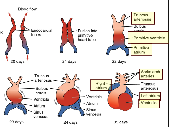 <p>The truncus arteriosus dilates to form _____ ____ from which ____ ____ arise </p>