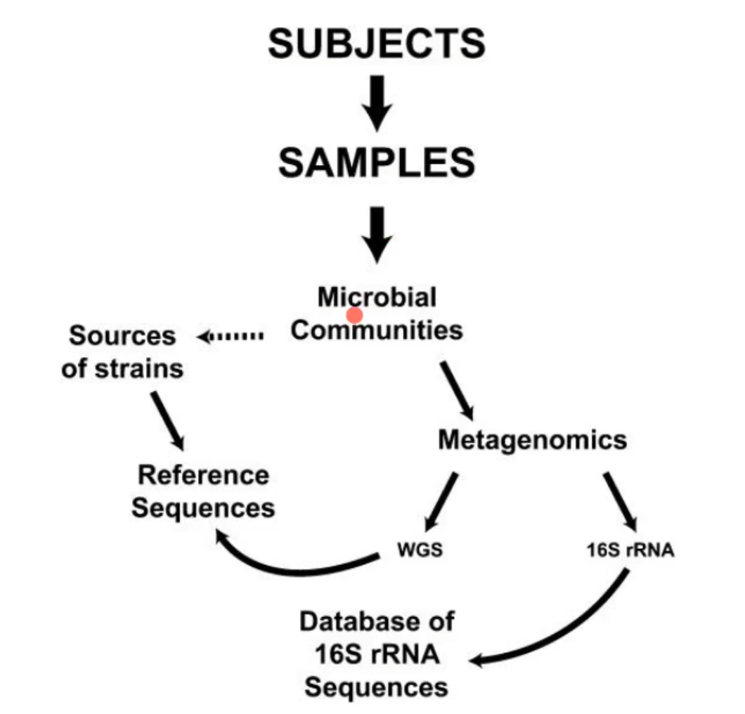 <p>first taking the samples from the subjects and tested the microbial communities that were present. from there they did metagenomics through either looking at the 16S rRNA or they did WGS(whole genome sequencing) : </p><ul><li><p>16S rRNA</p><ul><li><p>compared it to a database of 16S rRNA sequences </p><ul><li><p>this information is freely available </p></li></ul></li></ul></li><li><p>WGS</p><ul><li><p>were allowed to make reference sequences</p></li><li><p>they did this while also sequencing the sources of strains to be able to understand the reference sequences and know what they were looking at </p></li></ul></li></ul><p></p>