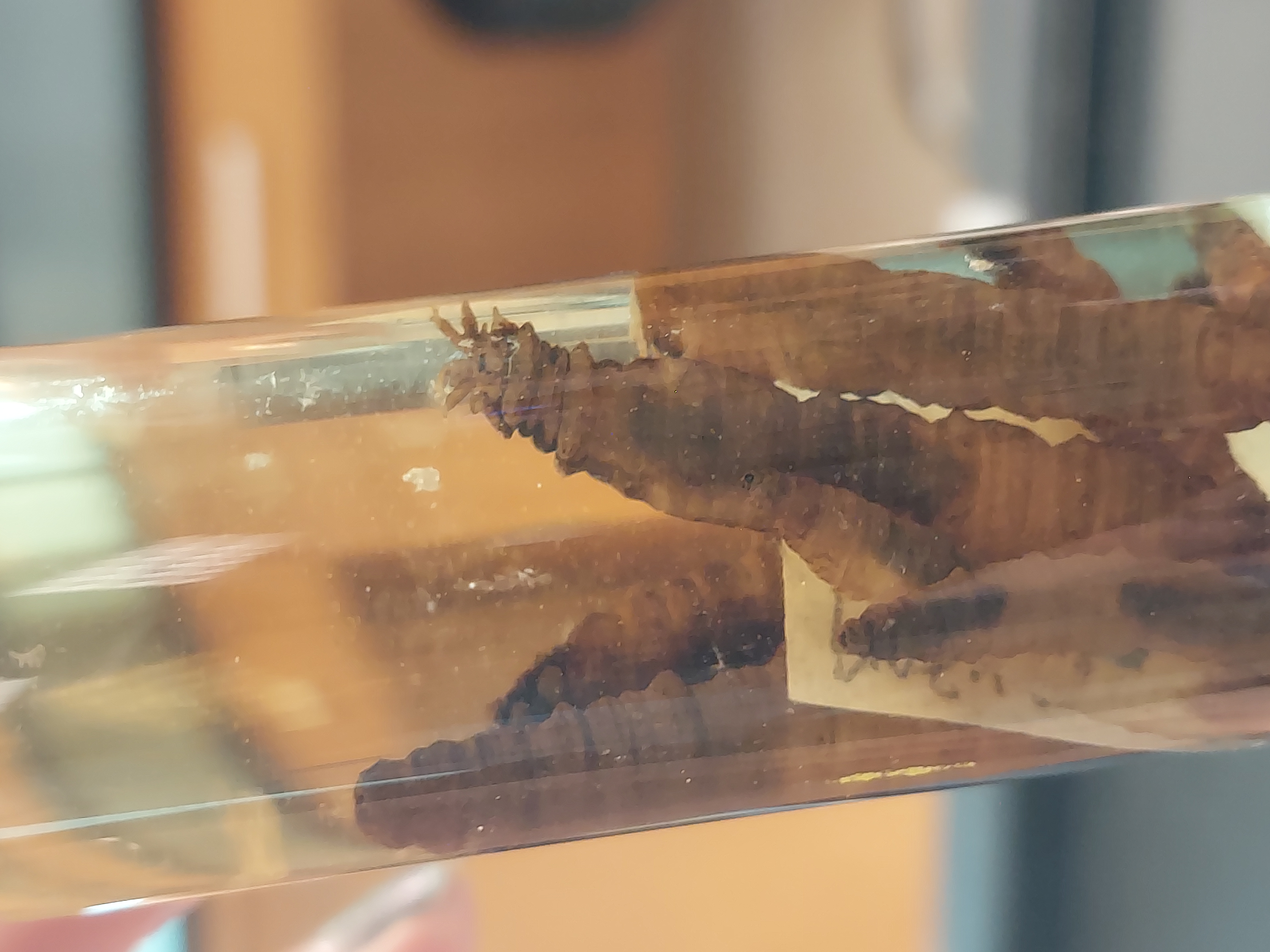 <p>No jointed legs</p><p>Worm-like</p><p>Prolegs</p>