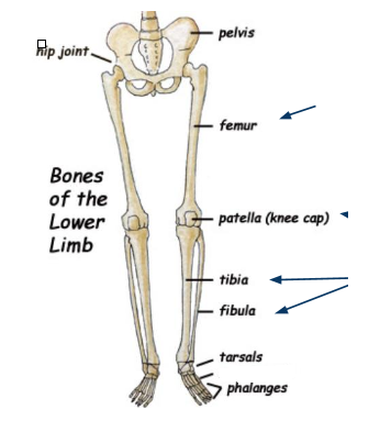 <p>What bone is this?</p>