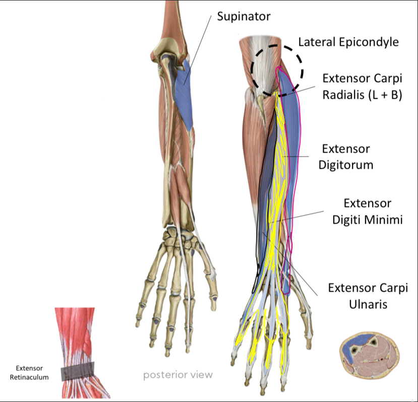 <p>Innervation: <strong>Radial N </strong></p><p>Function: <strong>Adduct + Extend Wrist </strong></p>