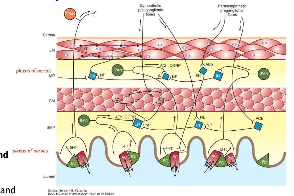 <ul><li><p><span style="color: blue;"><strong>third division</strong></span><strong> of the ANS</strong></p></li><li><p>Nerve fibers innervate the <span style="color: blue;"><strong>GI tract, pancreas, and gallbladder</strong></span></p></li><li><p><strong>Functions </strong><span style="color: blue;"><strong>independently</strong></span><strong> of the CNS</strong></p></li><li><p>Controls <span style="color: blue;"><strong>motility, exocrine and endocrine secretions, and microcirculation of the GI tract</strong></span></p></li><li><p><strong>Modulated by input from</strong><span style="color: blue;"><strong> both</strong></span><strong> sympathetic and parasympathetic systems</strong></p></li><li><p>Sends <strong>afferent impulses to sympathetic ganglia and the CNS</strong></p></li></ul><p></p>