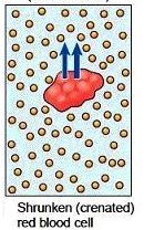 <p>hypertonic solution</p>