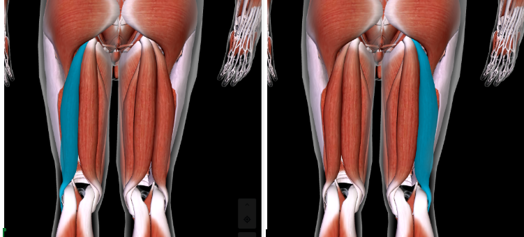 <p>Function: <strong>FLEX LEG AT KNEE + ROTATE THIGH AT HIP </strong></p><p>Origin: <strong>ISCHIAL TUBEROSITY OF ISCHIUM </strong></p><p>Insertion: <strong>HEAD OF FIBULA </strong></p>
