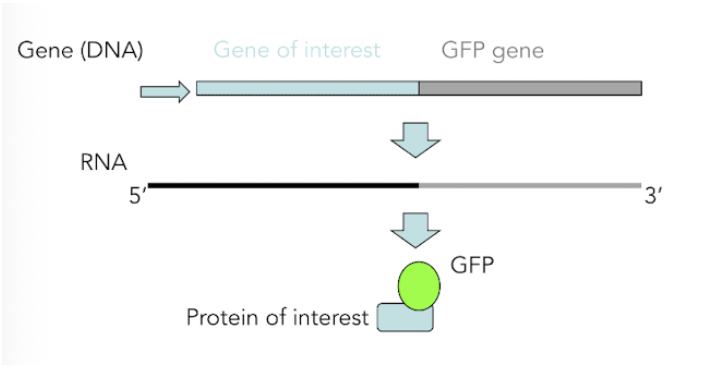 <p>Wherever gene is expressed so if GFP (fusion of protein + GFP)</p>