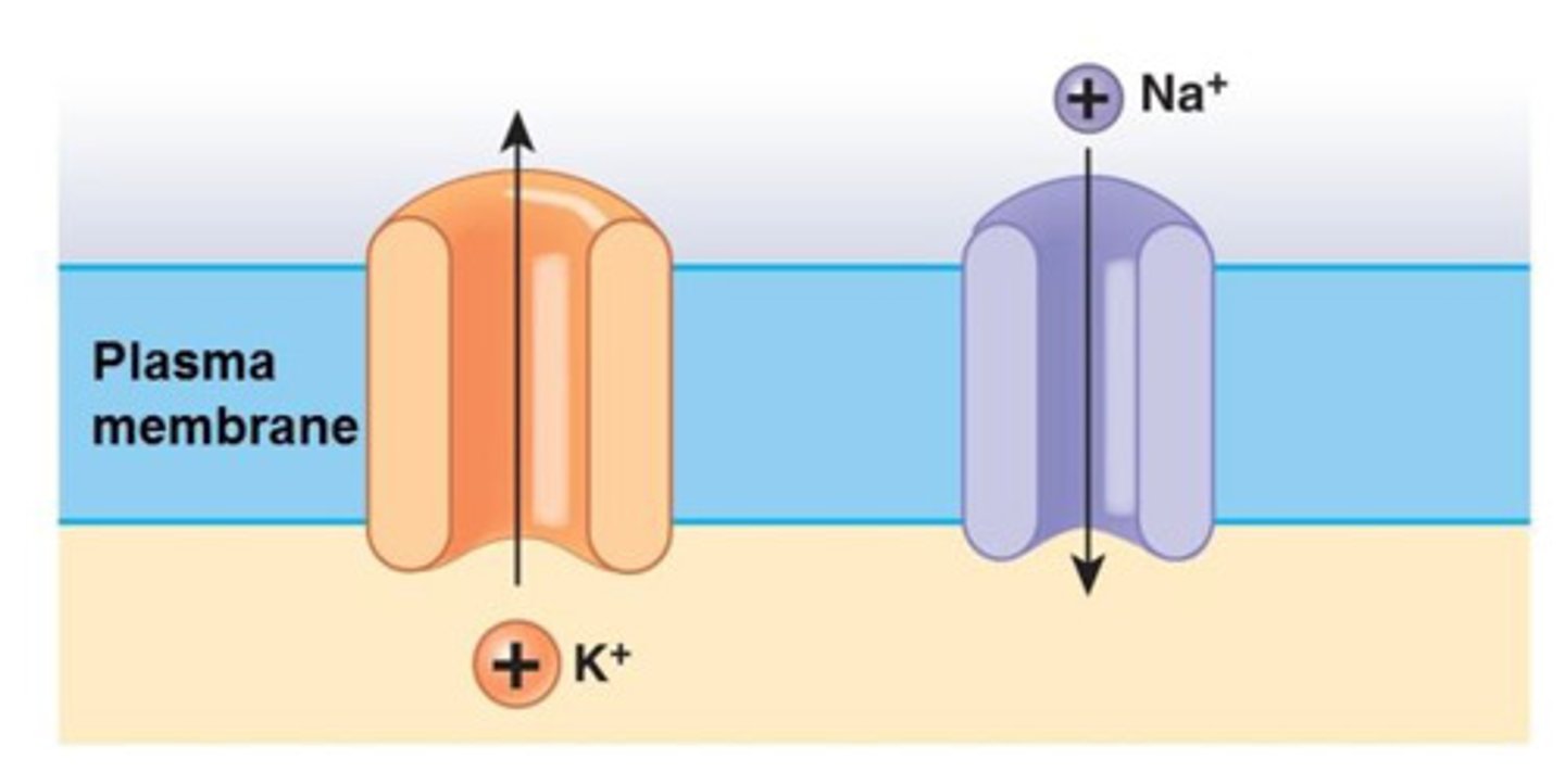 <p>Voltage gated. Enable the facilitated diffusion of potassium out of the axon.</p>