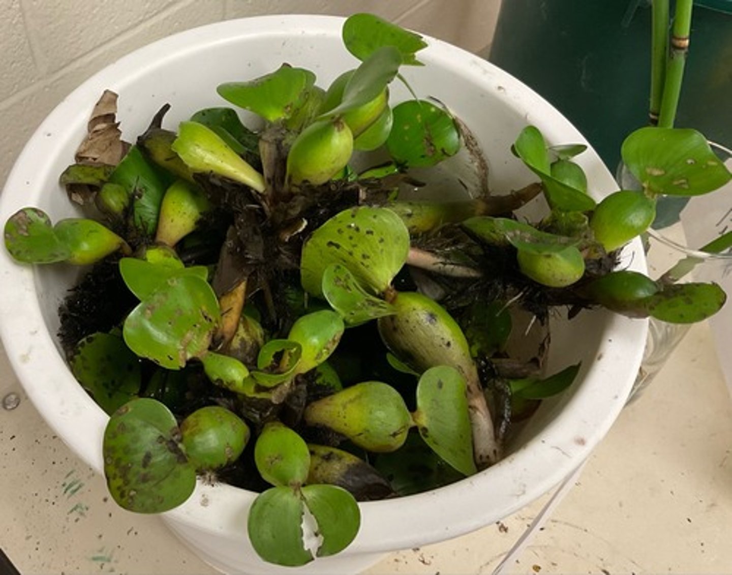 <p>Pontederiaceae</p>