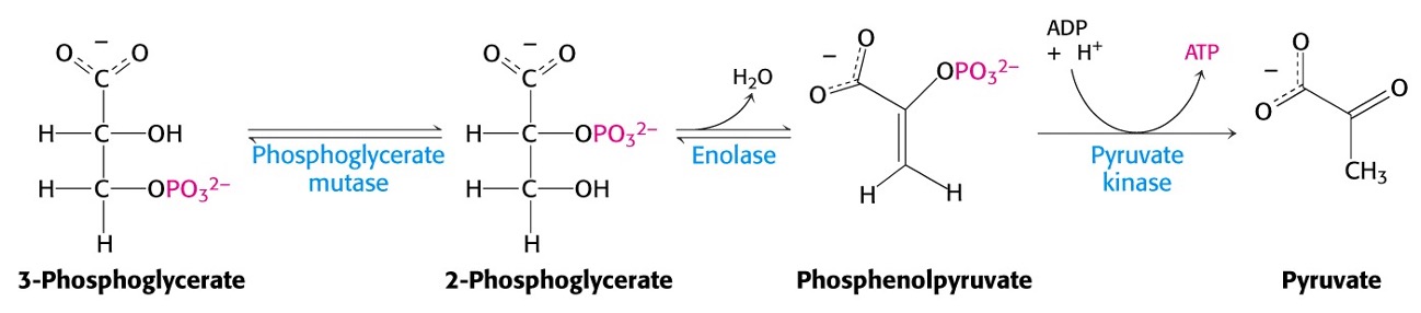 <p><span>Generation of additional ATP and pyruvate formation (2 per glucose molecule)</span></p><ul><li><p><span>Phosphoryl group on 3-Pglycerate shifts position, followed by dehydration and formation of a C=C bond.&nbsp;</span></p></li><li><p><span>Increases transfer potential of phosphoryl group.</span></p></li></ul><p></p>