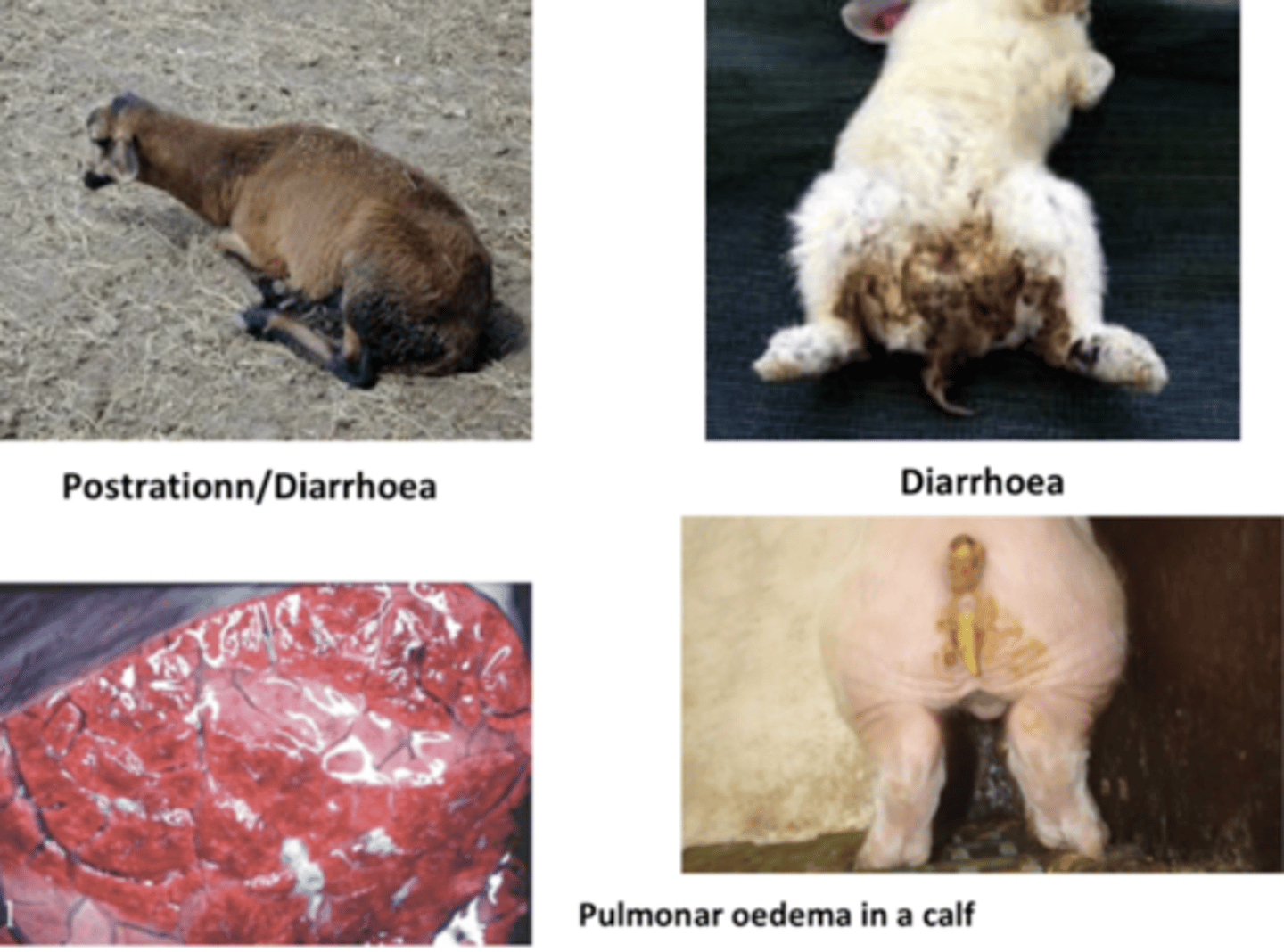 <p>which bacteria can cause this?</p>