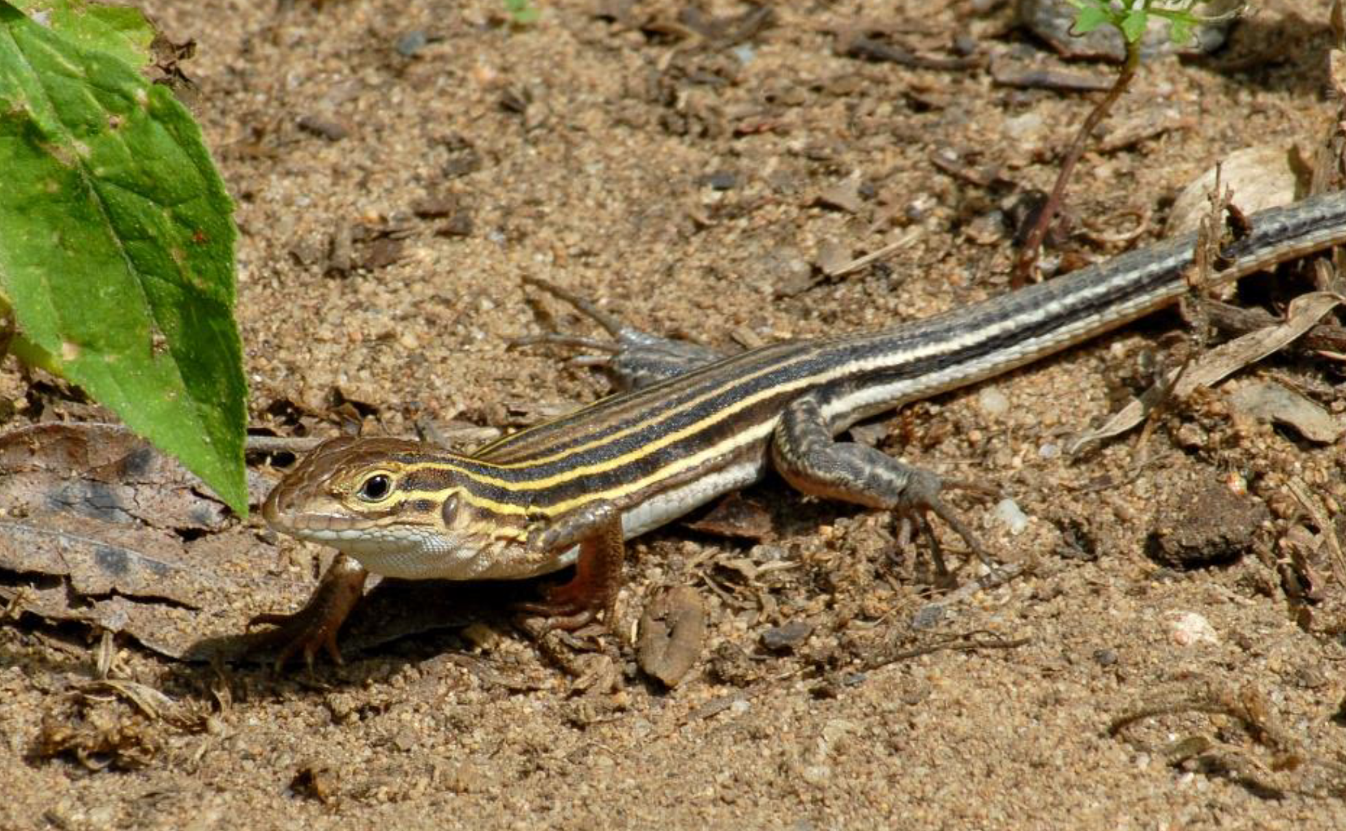 <p><span>what is this and what are its habitat and diet preferences</span></p>