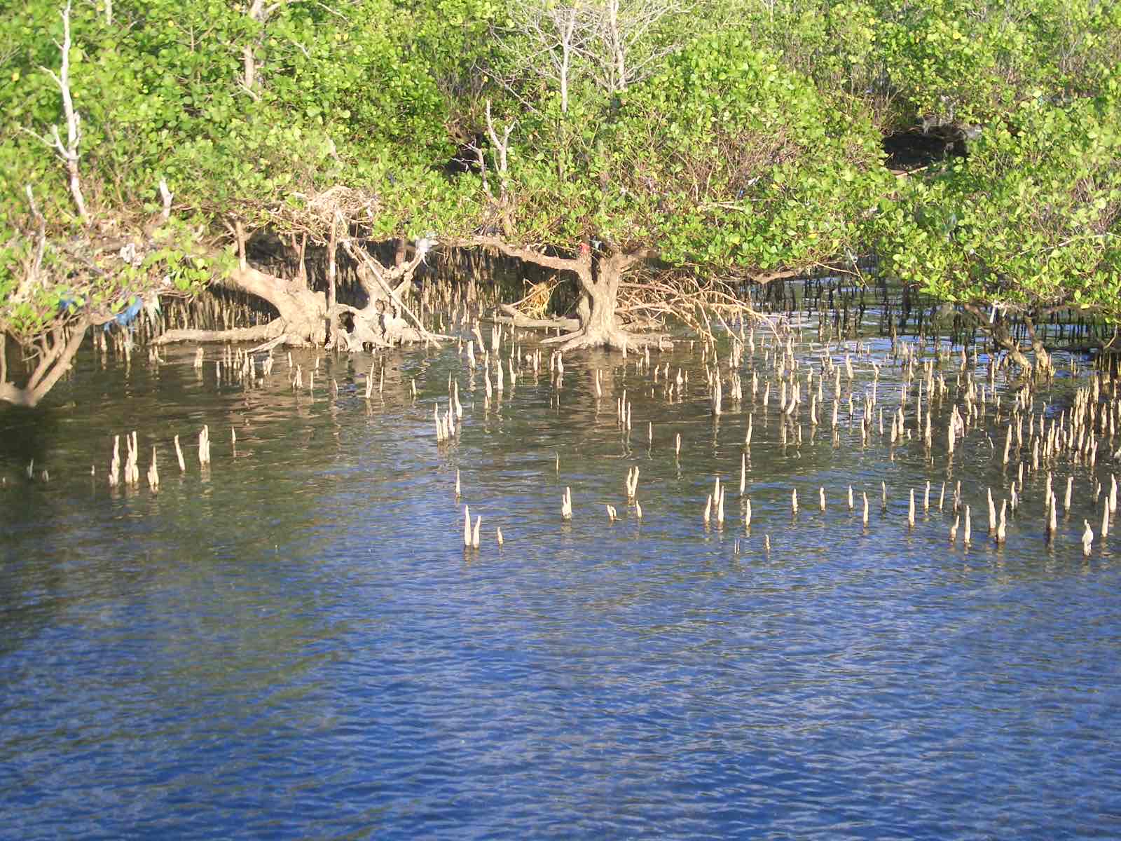 <p>root grows vertically out of swamp for better gaseous exchange</p>