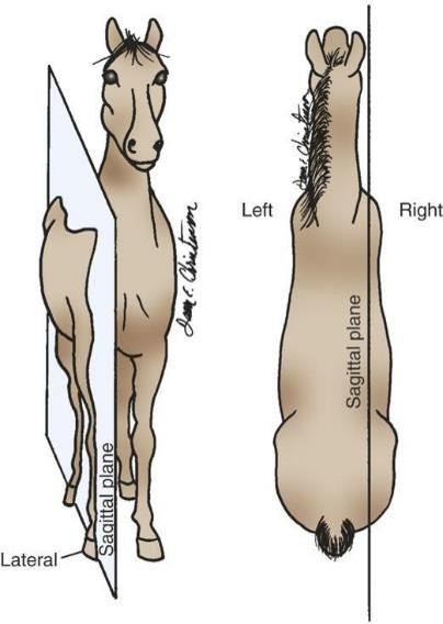 <p>Sagittal plane</p>