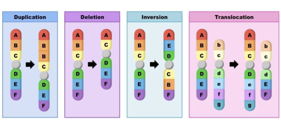 <p>Duplication - increase the copy number of gene leading to increased expression</p><p>Deletion - loss of gene</p><p>Inversion - disrupt gene at border of the inversion</p><p>Translocation - fuse 2 different gene to create a fusion protein or bring a gene under control of a different promotor</p>
