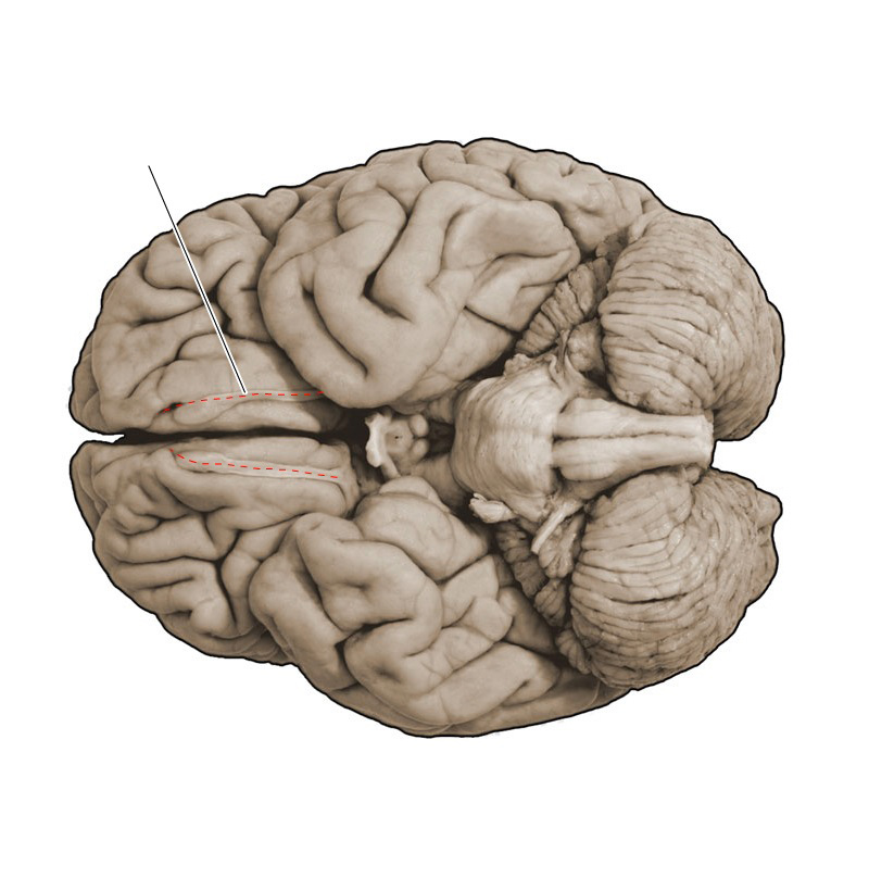 <p>What structure is this and what is the function?</p>
