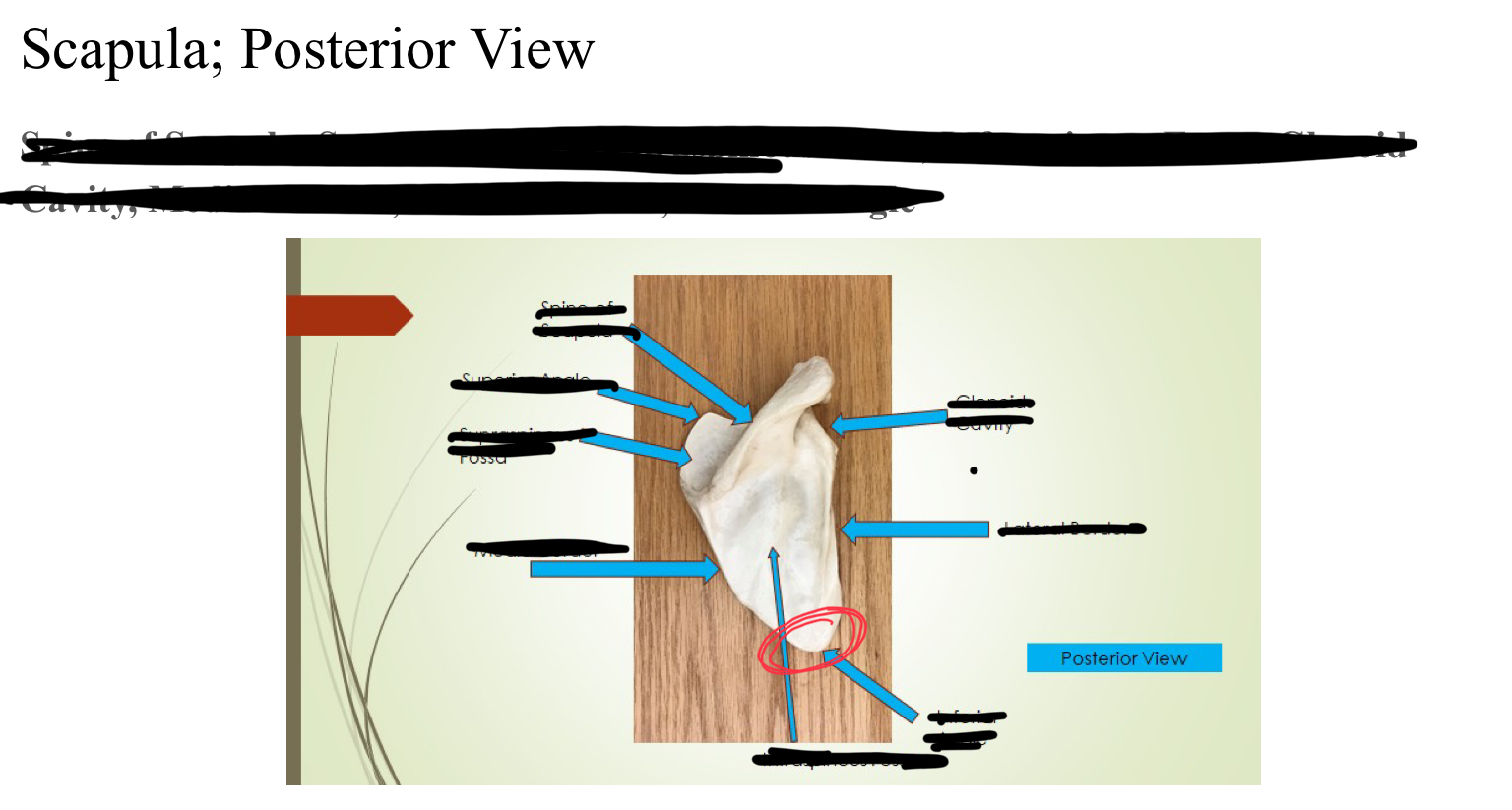 <p>Inferior angle</p>