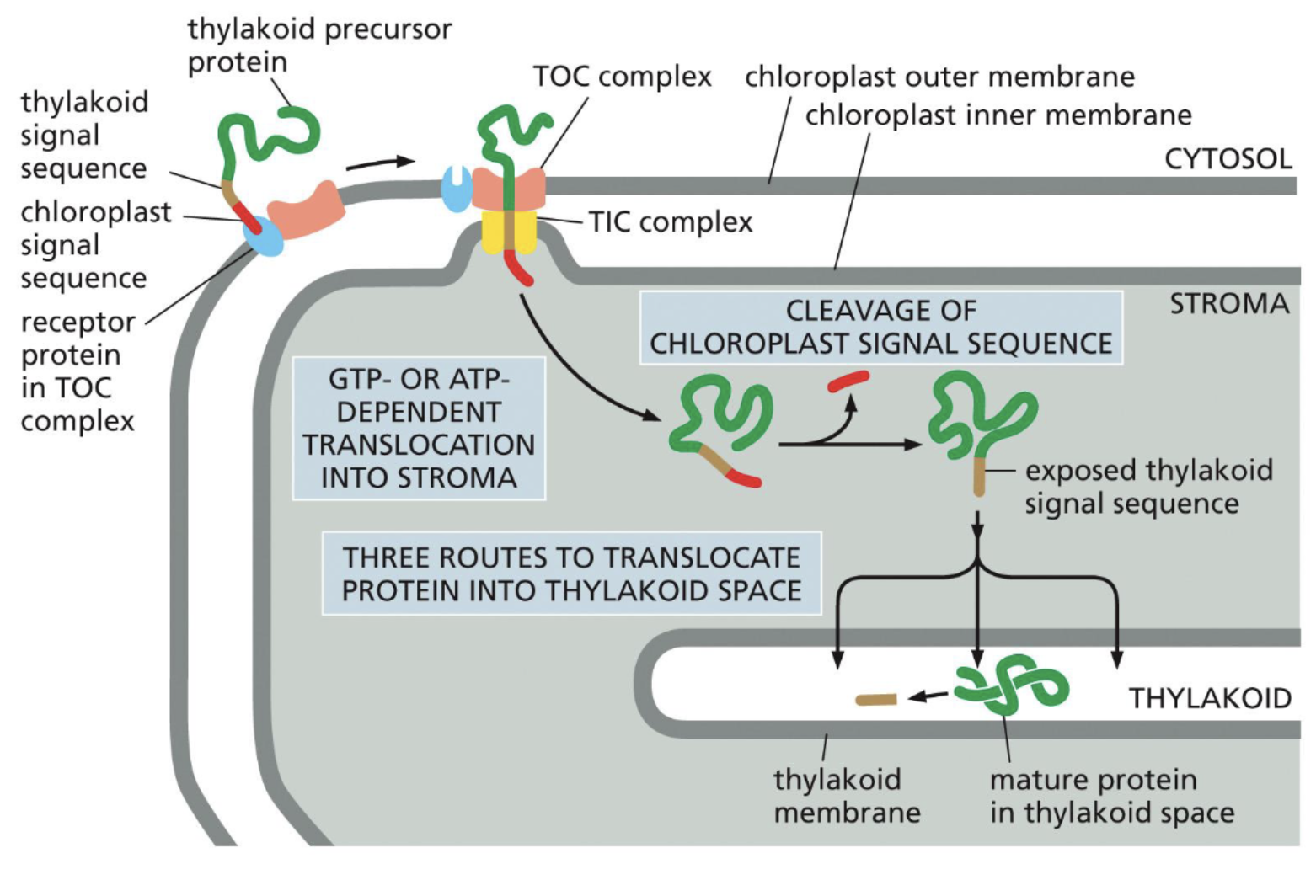 <p>TOC (Translocase of outer chloroplast membrane) and TIC (Translocase of the inner chloroplast membrane) used</p><ul><li><p>Precursor protein has a N-terminal amphipathic alpha helix that is recognized by TOC</p></li><li><p>TOC passes protein onto TIC, protein is now inside the stroma</p></li><li><p>The N-terminus amphipathic alpha helix is cleaved off</p></li><li><p>Once cleaved off, exposes thylakoid signal sequence</p></li><li><p>Transported into the thylakoid → cleave off sequence</p></li></ul><p></p>