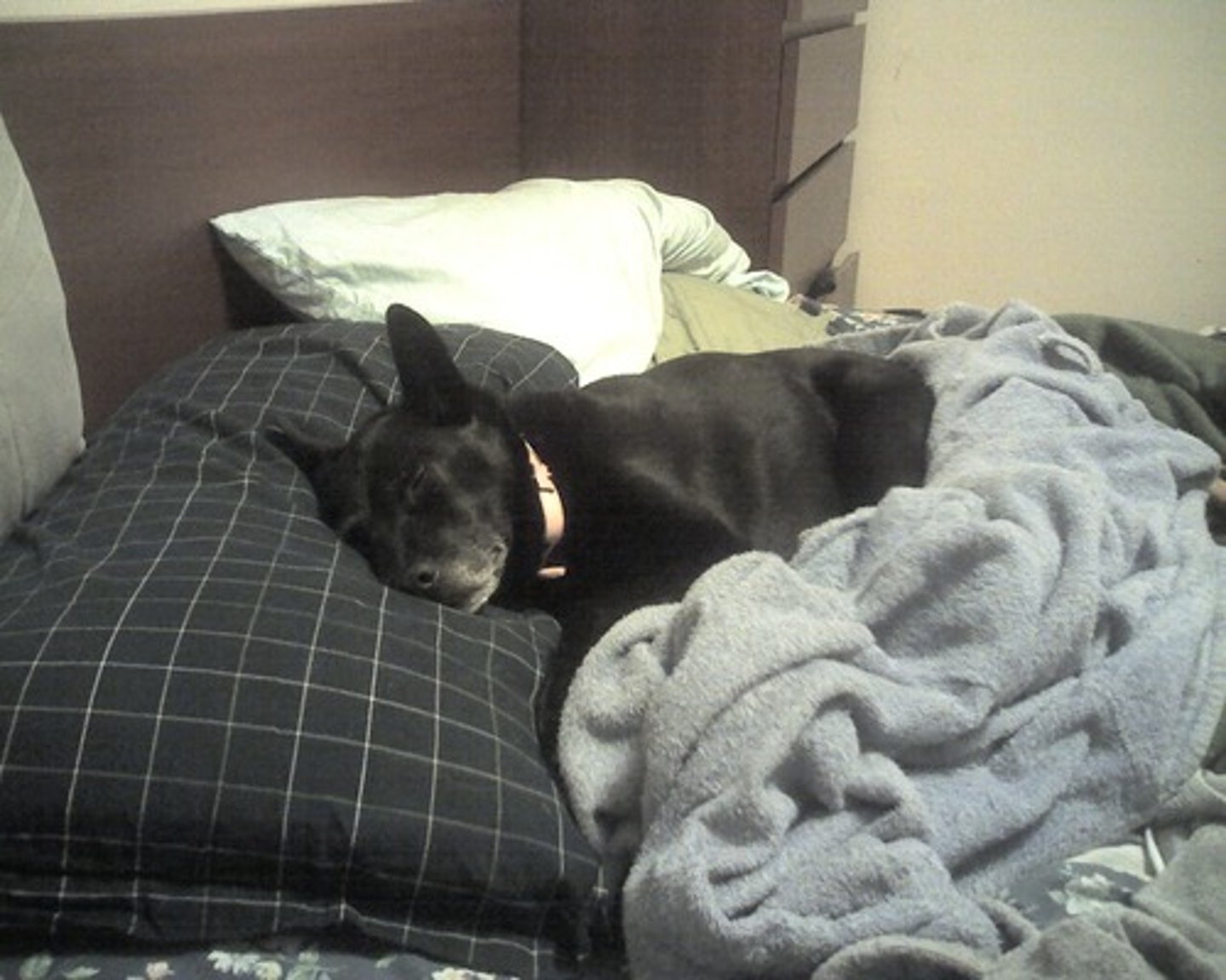 <p>to lay down/go to bed</p>
