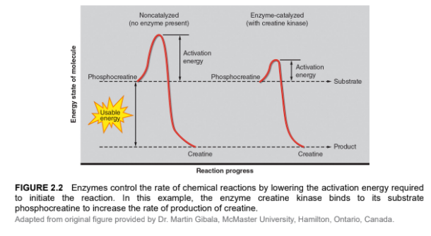 <p>Enzymes play a key role in controlling energy production by → speeding up reactions (catalysis) through:</p><ul><li><p>Lowering activation energy, making reactions occur faster</p></li><li><p>Not changing the total amount of energy produced  → only the speed at which it is released</p></li><li><p>Enzymes usually have names ending in “-ase”</p><ul><li><p>e.g., ATPase breaks down ATP to release energy</p></li></ul></li></ul><p></p>