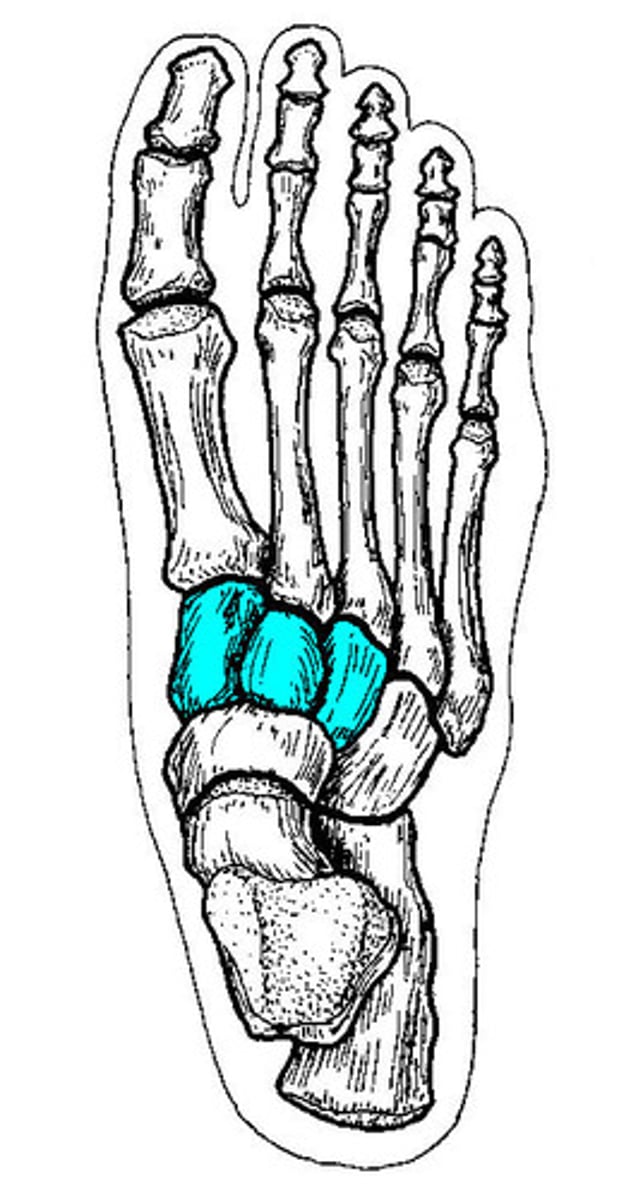 <p>medial, intermediate, lateral</p>