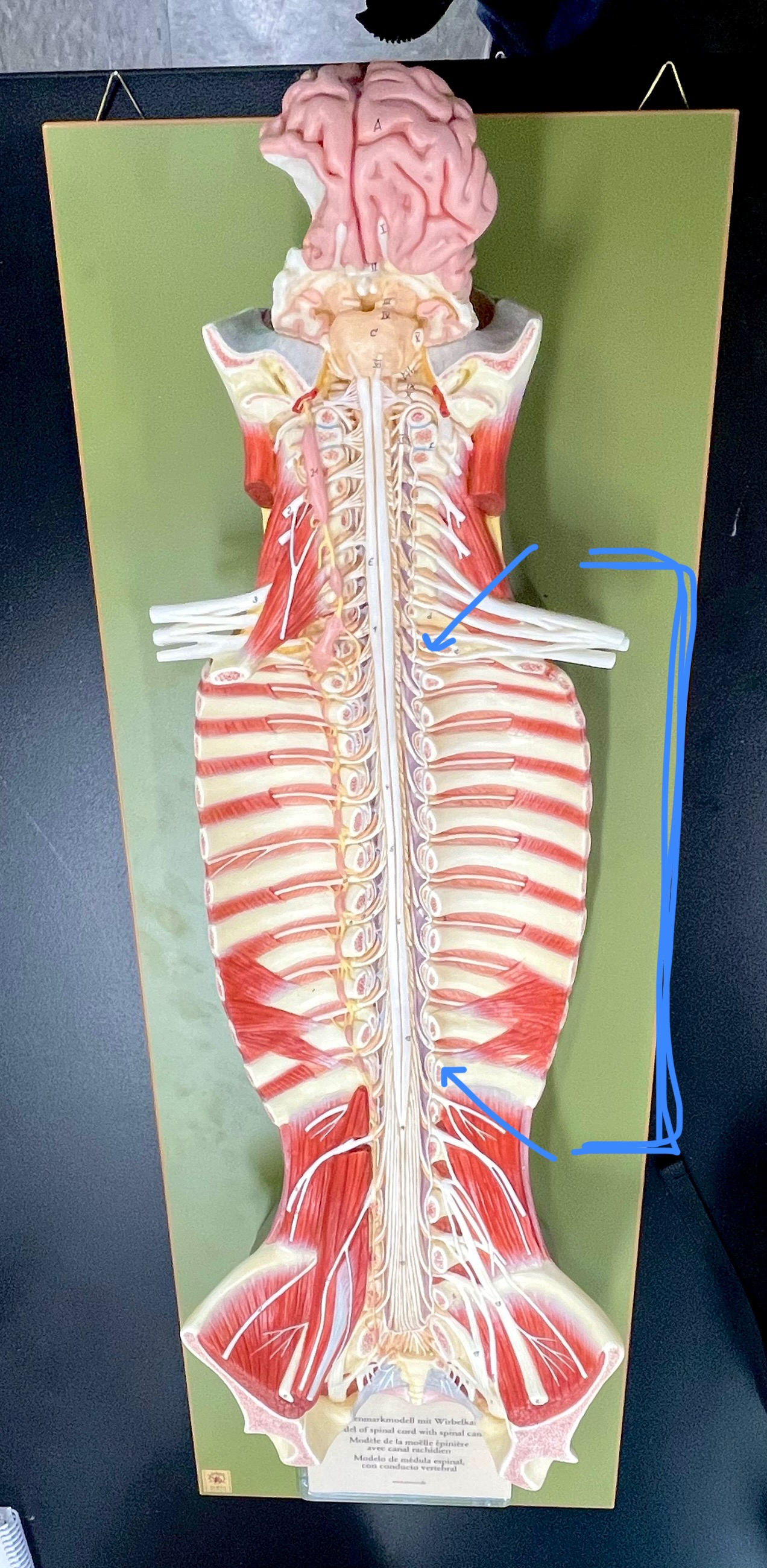 <p>What type of spinal nerve is this? How many pairs?</p>