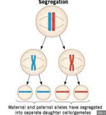 Allele pairs separate during gamete formation and then randomly re-form as pairs during the fusion of gametes during fertilization.

50% of a parents kids get one allele, 50% get the other