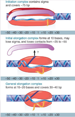 <ul><li><p><span style="font-family: sans-serif">RNA polymerase initially contacts the region from −55 to +20. </span></p></li><li><p><span style="font-family: sans-serif">When sigma dissociates, the core enzyme contracts to −30; when the enzyme moves a</span><span><br></span><span style="font-family: sans-serif">few base pairs, it becomes more compactly organized into the general elongation complex </span></p></li></ul>