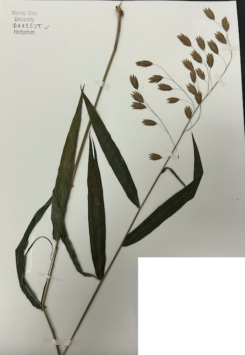 <p><span style="background-color: transparent;"><span>Order? Family? Species?</span></span></p>