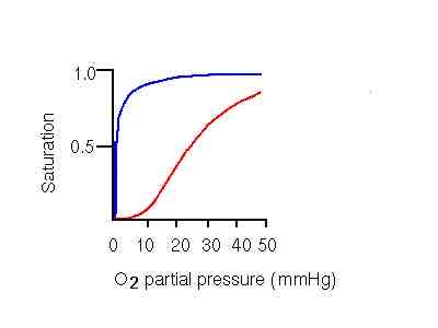 <p>Which line is refers to myoglobin, and which one refers to hemoglobin</p>
