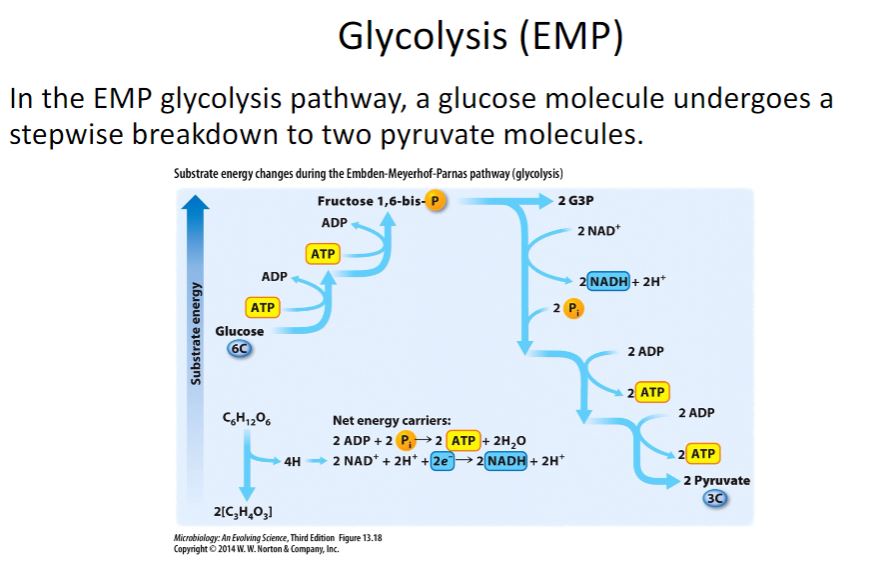 <p>Glycolysis (EMP)</p>