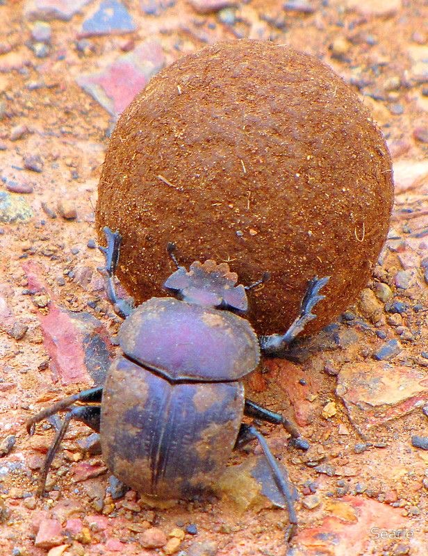 <p>Dung beetle</p>