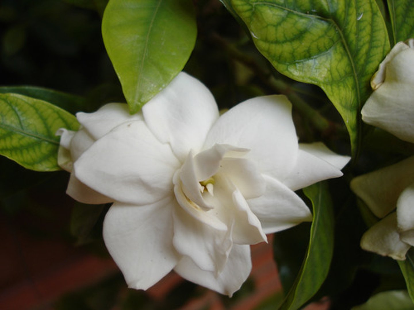<p>GARDENIO</p>