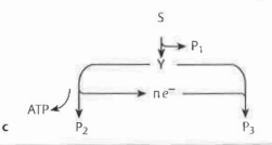 <p>What is branched fermentation?</p>