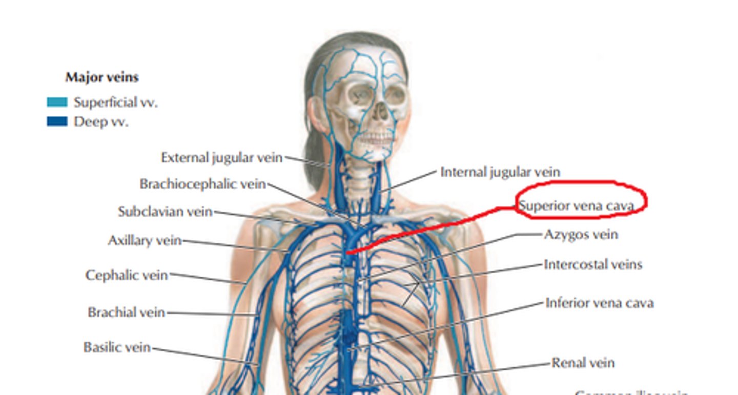 <p>Oorsprong: a.brachiocephelicae. azygosader</p><p>afvoergebied: boven het middenrif</p><p>afvoer naar: rechter atrium hart</p>