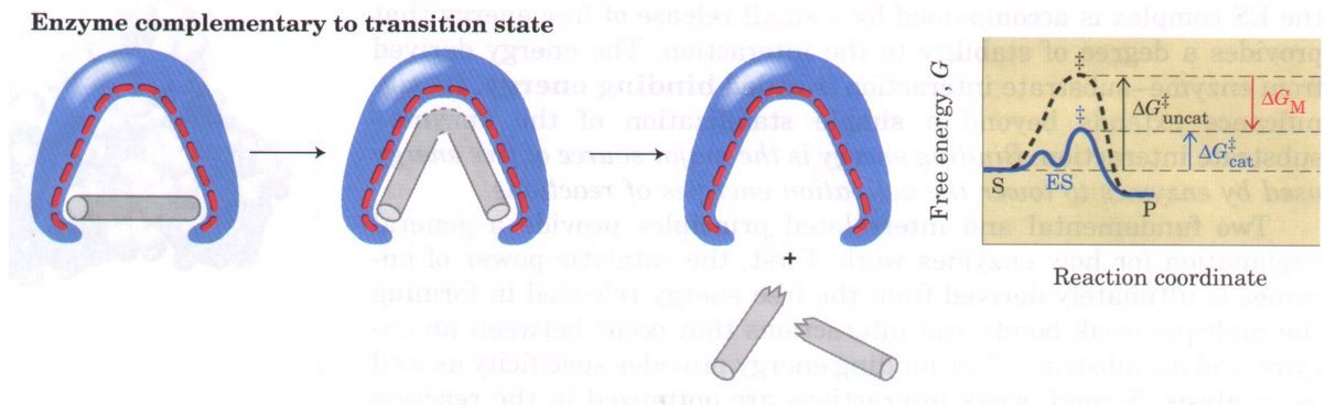 <p>A stable molecules that resembles the transition state of a reaction and binds to the enzyme active site with very high affinity</p>