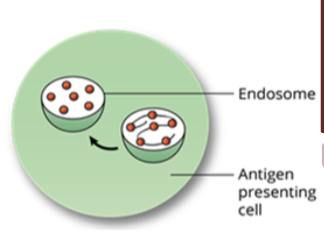 <ul><li><p>foreign antigens inside the endosome are broken down into fragments by proteolytic processing</p><ul><li><p>protease cleaves one or more bonds in a target protein to modify its activity (activation, inhibition, or destruction) </p></li></ul></li></ul><p></p>