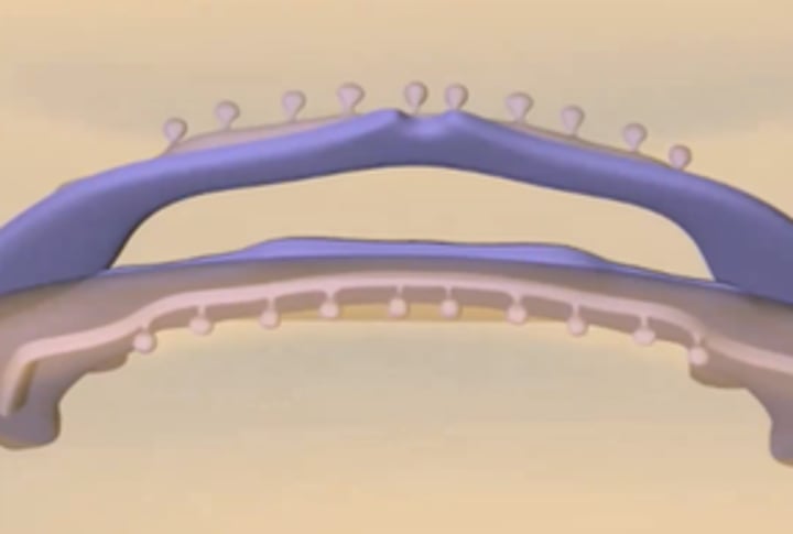 <p>along dental lamina; buds will eventually become teeth</p>