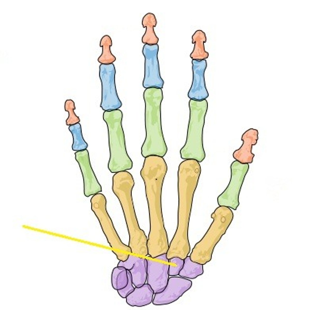 <p>below your index finger</p>